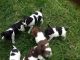 Rat Terrier Puppies for sale in Shenandoah, IA 51601, USA. price: $300