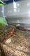 Red Back Salamander Amphibians