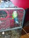 Red-capped Parrot Birds for sale in 1059 Sevall St, Zanesville, OH 43701, USA. price: $1,200