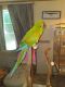 Red-capped Parrot Birds for sale in Herrick, IL 62431, USA. price: $1,500