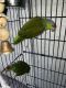 Red-capped Parrot Birds for sale in Los Angeles, CA 90001, USA. price: $1,100