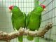 Red-capped Parrot Birds for sale in FL-436, Casselberry, FL, USA. price: $300