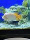 Red Devil Cichlid Fishes for sale in St Cloud, FL, USA. price: NA