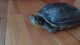 Red-eared slider turtle Reptiles for sale in Wilmington, DE, USA. price: NA