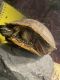 Red-eared slider turtle Reptiles for sale in Round Rock, TX, USA. price: NA
