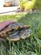 Red-eared slider turtle Reptiles for sale in Stanley Ln, Wildomar, CA 92595, USA. price: $30