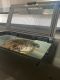 Red-eared slider turtle Reptiles for sale in Corpus Christi, TX, USA. price: $40