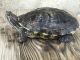 Red-eared slider turtle Reptiles for sale in Bakersfield, CA 93306, USA. price: $55