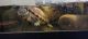 Red-eared slider turtle Reptiles for sale in Camarillo, CA 93010, USA. price: $50