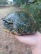 Red-eared slider turtle Reptiles for sale in Arlington, TX, USA. price: $2