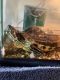 Red-eared slider turtle Reptiles for sale in Thousand Oaks, CA, USA. price: $100
