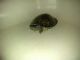 Red-eared slider turtle Reptiles for sale in Shamokin, PA 17872, USA. price: NA