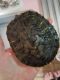 Red-eared slider turtle Reptiles for sale in Indianapolis, IN, USA. price: NA