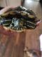 Red-eared slider turtle Reptiles