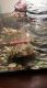 Red-eared slider turtle Reptiles for sale in Mercersburg, PA 17236, USA. price: NA