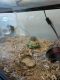 Red-footed tortoise Reptiles for sale in Florence, KY, USA. price: $200