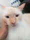 Red Point Siamese Cats for sale in Costa Mesa, CA, USA. price: $300