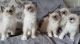 Red Point Siamese Cats for sale in El Prado, NM 87529, USA. price: $500