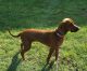 Redbone Coonhound puppies for sale in Tennessee