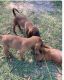 Razor Red / Hoffmeister Purebred Redbone Puppies