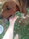 Redbone Coonhound Puppies for sale in 12 Alford St, Athens, TN 37303, USA. price: NA