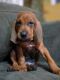 Redbone Coonhound Puppies for sale in Manchester, NH, USA. price: NA