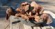 Redbone Coonhound Puppies for sale in Mt Pleasant, TX 75455, USA. price: $700
