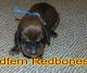 beautiful Redbone Coonhound puppies