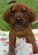Redbone Coonhound Puppies for sale in Boston, MA, USA. price: NA
