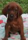 Super Gorgeous Redbone Coonhound Puppies