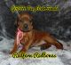 Redbone Coonhound Puppies for sale in 11822 Valley Lake Rd, Waldron, AR 72958, USA. price: NA