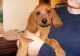 Redbone Coonhound Puppies for sale in Irving, TX, USA. price: $500