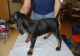Redbone Coonhound Puppies for sale in Orlando, FL, USA. price: $650