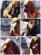 Redbone Coonhound Puppies for sale in North East, MD 21901, USA. price: NA
