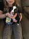 Renascence Bulldogge Puppies for sale in Greenfield, IN 46140, USA. price: NA