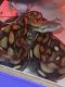 Reticulated python Reptiles for sale in NJ-42, Deptford Township, NJ, USA. price: NA