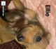 Rhodesian Ridgeback Puppies for sale in Charleston, AR 72933, USA. price: NA
