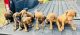 10 Rhodesian Ridgeback puppies