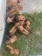 Rhodesian Ridgeback Puppies for sale in Plant City, FL, USA. price: NA
