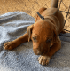 Rhodesian Ridgeback Puppies for sale in Plymouth, CA 95669, USA. price: $1,500