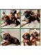 Rhodesian Ridgeback Puppies for sale in Aarau, Switzerland. price: 2275 CHF