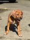 Rhodesian Ridgeback Puppies for sale in Northern California, CA, USA. price: NA