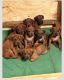 Rhodesian Ridgeback Puppies for sale in Kyle, TX, USA. price: $3,000