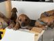 Rhodesian Ridgeback Puppies for sale in Yorba Linda, CA, USA. price: $1,800