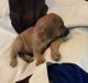 Rhodesian Ridgeback Puppies for sale in Early, TX 76802, USA. price: NA
