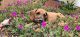 Rhodesian Ridgeback Puppies for sale in Wailuku, HI 96793, USA. price: NA