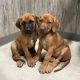 Rhodesian Ridgeback Puppies for sale in Athol, ID 83801, USA. price: $1,500