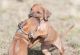 Rhodesian Ridgeback Puppies