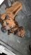 Rhodesian Ridgeback Puppies for sale in San Jose, CA, USA. price: $2,000