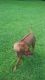Rhodesian Ridgeback Puppies for sale in Fort Myers, FL, USA. price: NA